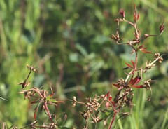Geranium viscosissimum