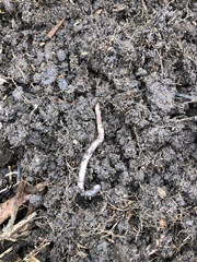 Lumbricus