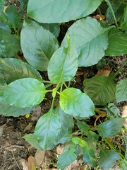 Crossandra infundibuliformis