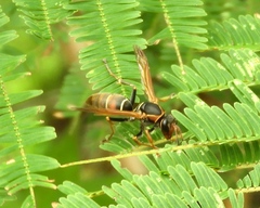 Polistes pacificus