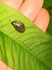 Succinea putris