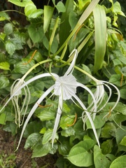 Hymenocallis littoralis