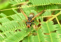 Polistes pacificus