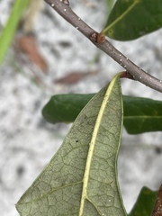 Quercus minima