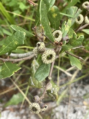 Quercus minima