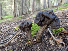 Helvella vespertina