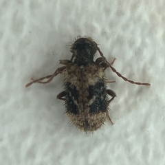 Ptinus texanus