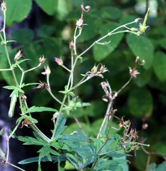 Geranium richardsonii