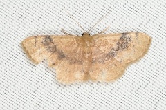 Leptostales ferruminaria