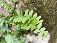 Arthropteris palisotii