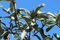 Elaeagnus commutata