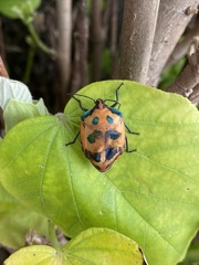 Tectocoris diophthalmus