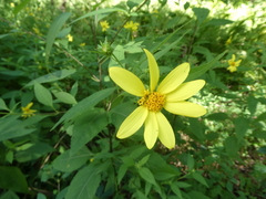 Helianthus decapetalus