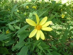 Helianthus decapetalus