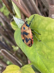 Tectocoris diophthalmus