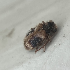 Ptinus texanus