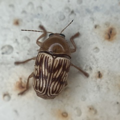 Cryptocephalus fulguratus