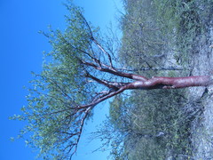 Burseraceae