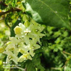 Funastrum pannosum