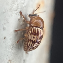 Cryptocephalus fulguratus