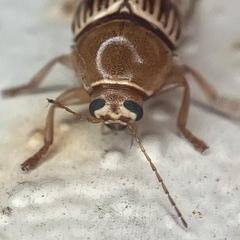 Cryptocephalus fulguratus