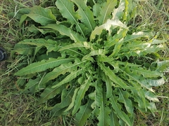 Rumex longifolius