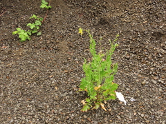 Brassicaceae