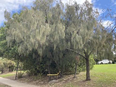 Casuarina glauca