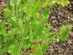 Brassicaceae