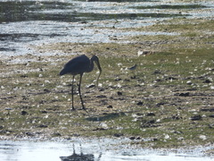 Anguilla rostrata
