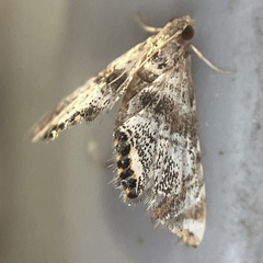 Petrophila fulicalis