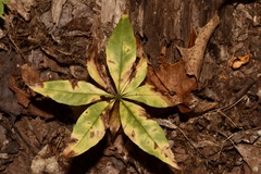 Lysimachia borealis