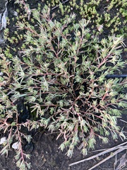 Portulaca pilosa