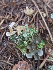 Cladonia pyxidata