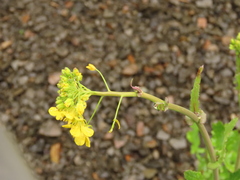 Brassicaceae