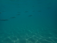 Atherinops affinis