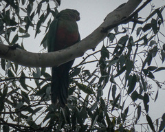 Alisterus scapularis