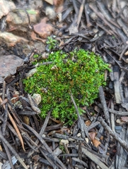 Syntrichia ruralis