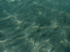 Atherinops affinis