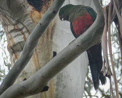 Alisterus scapularis