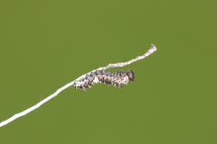 Limenitis lorquini