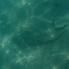 Pseudobatos productus