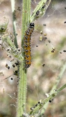 Uresiphita reversalis