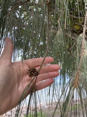 Casuarina glauca