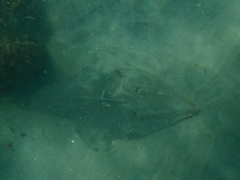 Pseudobatos productus