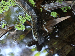 Agkistrodon piscivorus