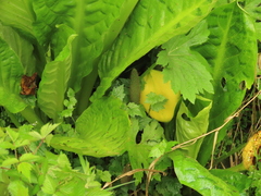 Lysichiton americanus