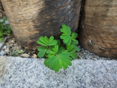 Phyllanthus urinaria