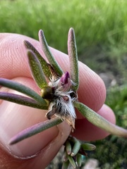 Portulaca pilosa