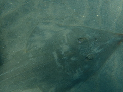 Pseudobatos productus